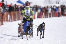 Lenk 2013